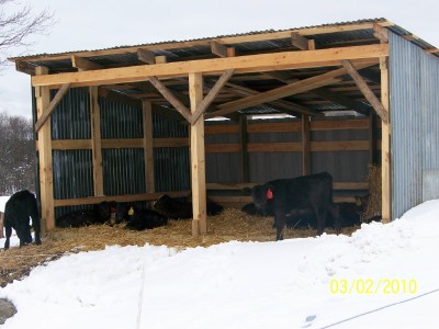 sided calf shed - CattleToday.com